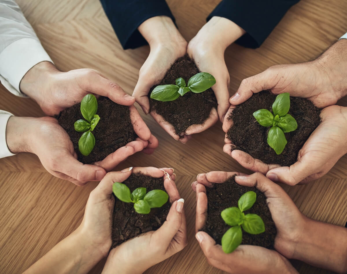 Nurturing hands holding green seedlings