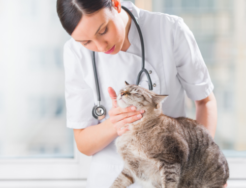 What are the rules for NYS Sales tax for your profession?-Veterinarians